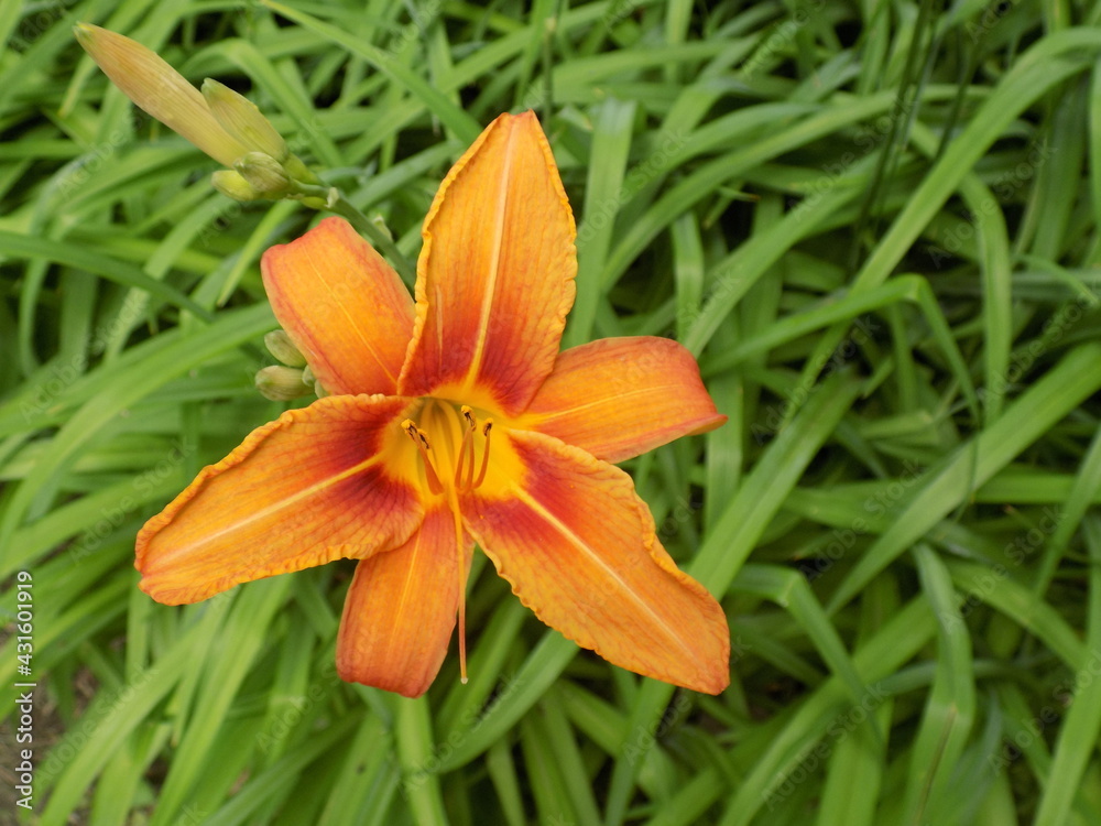 Orange Lily Orange Lily