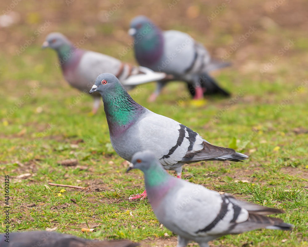 Fototapeta premium Stand out! Be special, be unique.... Feral pigeon (Columba livia domestica) on a lawn spring time in the Toronto Beaches 