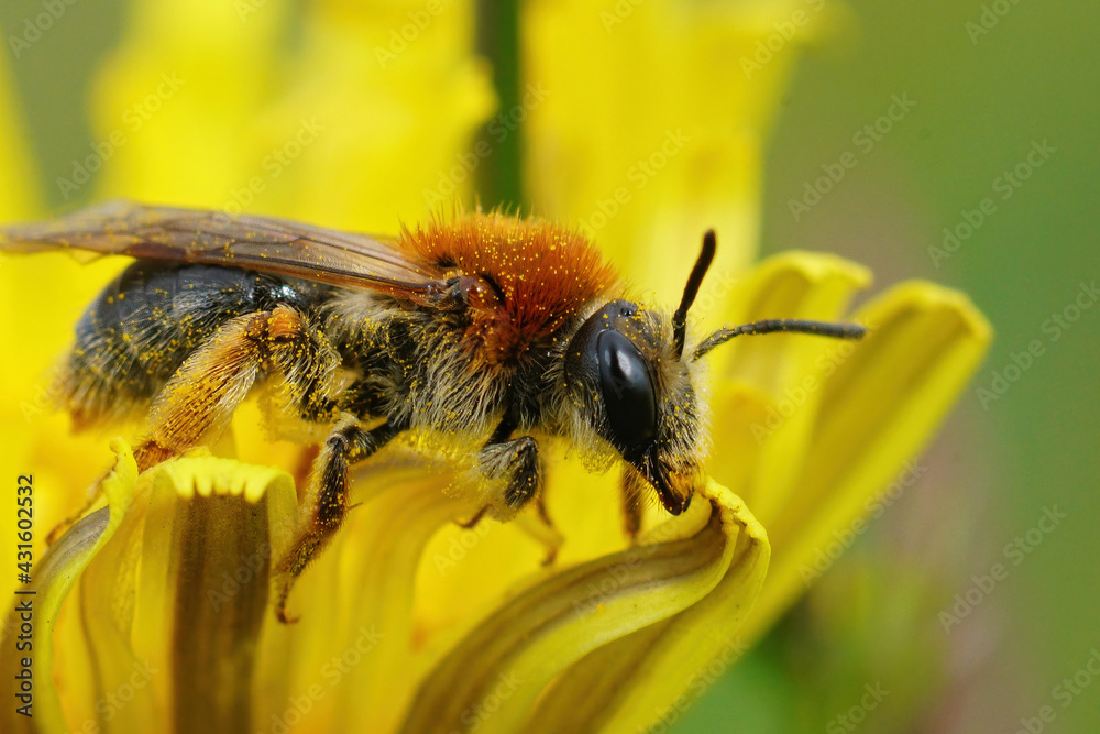 Closeup of a female orange tailed mining bee, Andrena haemorrhoa on yellow flower of dandelion, Taraxacum officinale Closeup of a female orange tailed mining bee, Andrena haemorrhoa on yellow flower of dandelion, Taraxacum officinale