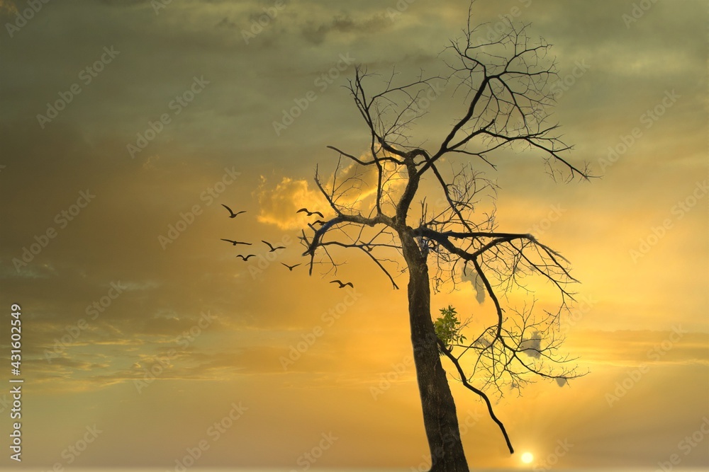 Hermoso atardecer en el bosque con un viejo árbol Hermoso atardecer en el bosque con un viejo árbol