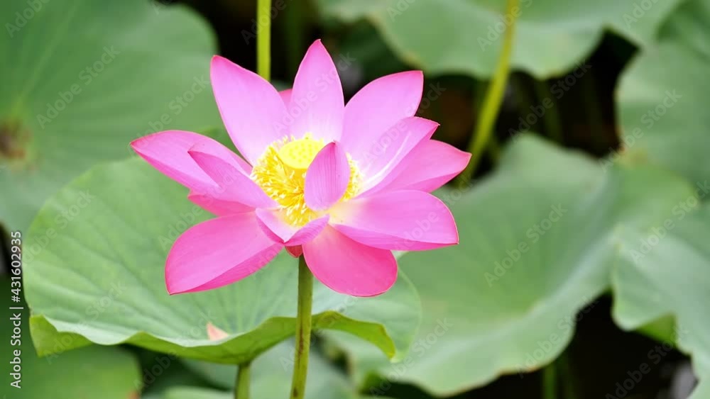 Close-up lotus and lotus leaves in lotus pond Close-up lotus and lotus leaves in lotus pond