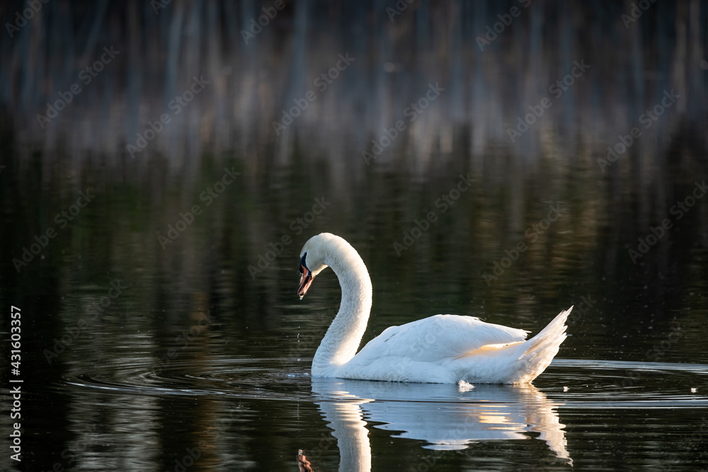 Swan in the pond in the morning light