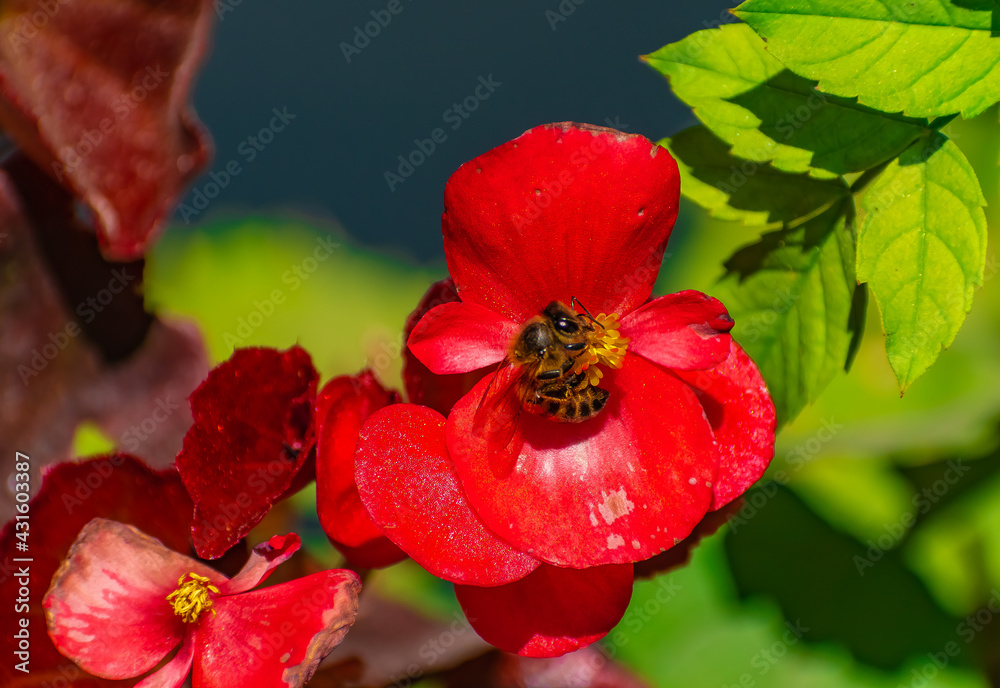 Abeja polinizando en una flor roja. Canelones, Uruguay Abeja polinizando en una flor roja. Canelones, Uruguay