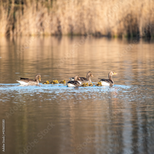 wild geese with their young chicks in the morning sun