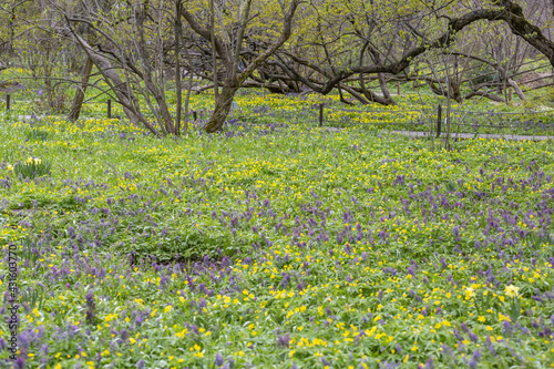 Uncultivated wild meadow with bright spring flowers and greenery