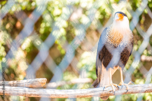 tiger, chitta, bird, elefante, lapmpa,hipopotamo, Cocodrilo en cautiverio, bokeh photo photo