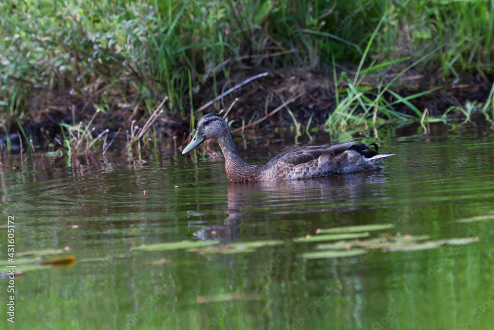 A male mallard in eclipse or alternate plumage
A male mallard in eclipse or alternate plumage