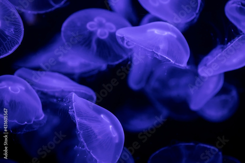A flock of jellyfish under water on a dark background. Natural natural background © MadCat13Shoombrat