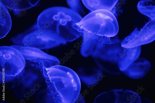A group of light blue jellyfish on a dark background. © MadCat13Shoombrat