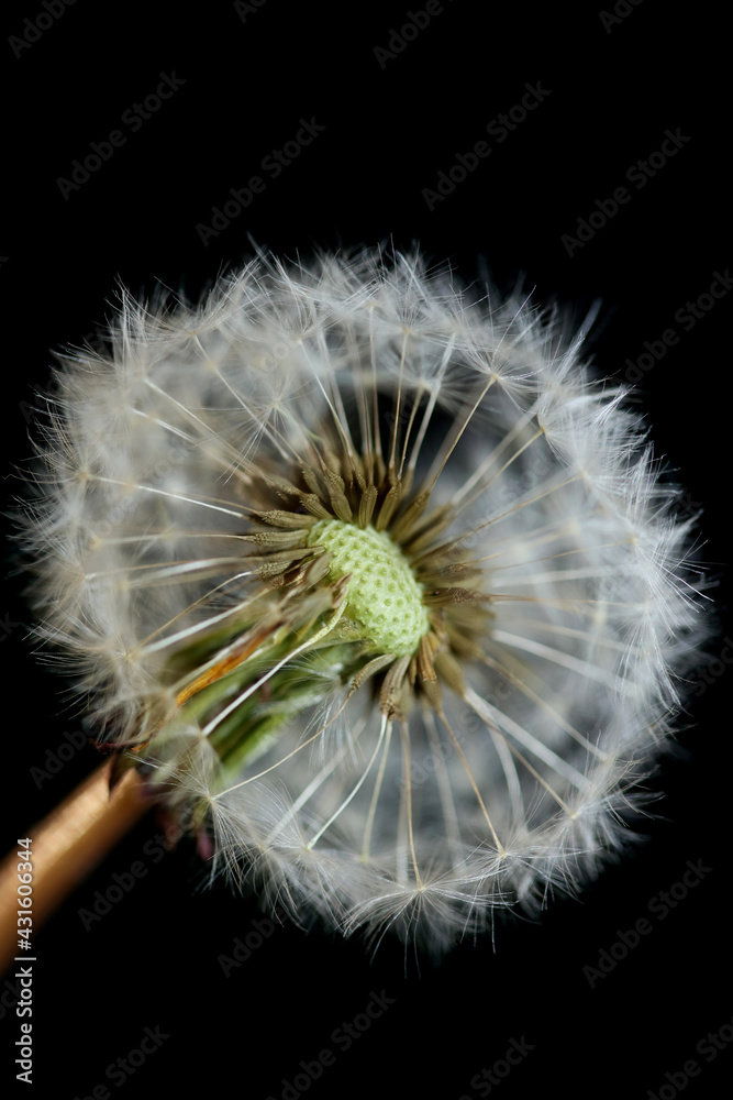 Fototapeta premium Wild flower blossom close up taraxacum officinale dandelion blow ball asteraceae family modern botanical background high quality big size print