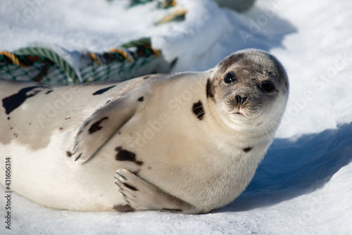 A large grey adult harp seal moving along the top of ice and snow. You can see its flippers, dark eyes, claws, and long whiskers. The gray seal has brown, beige, and tan fur skin with a shiny coat. 