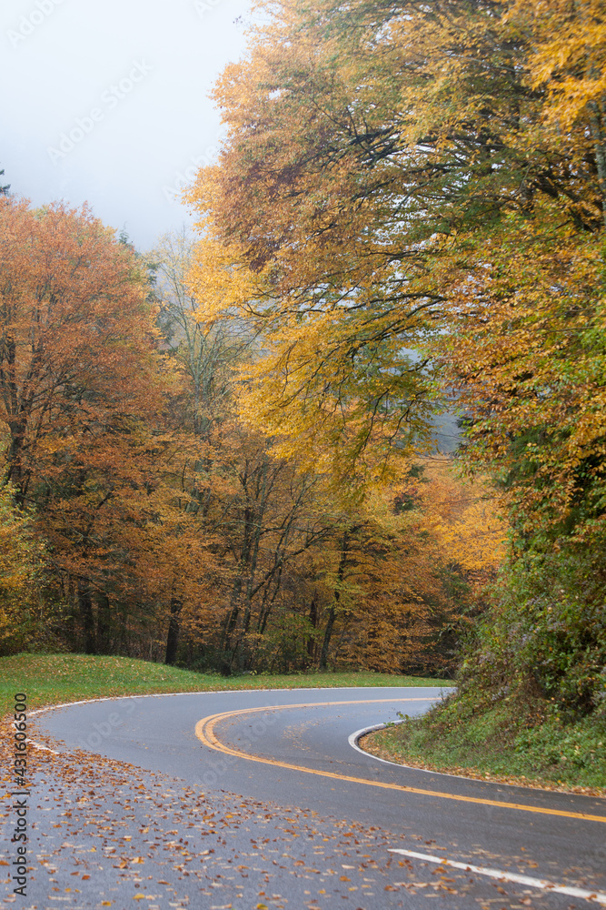 Obraz premium Road through the fall leaves