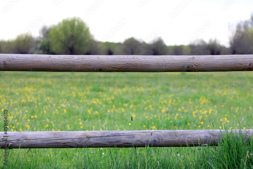 Wooden fence in a yellow flower meadow Wooden fence in a yellow flower meadow