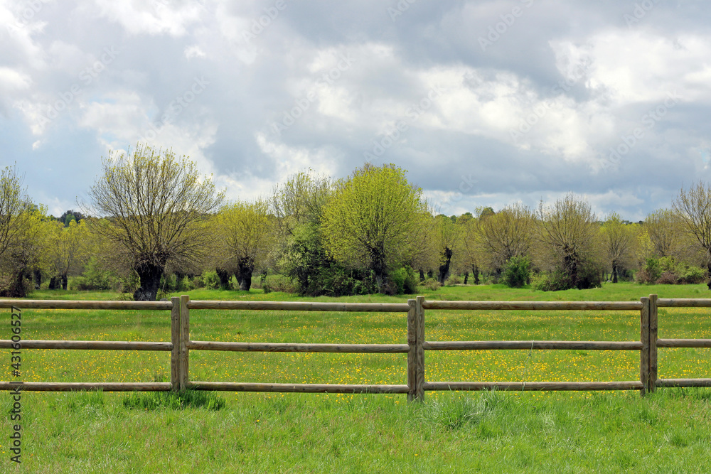 Wooden fence in a yellow flower meadow