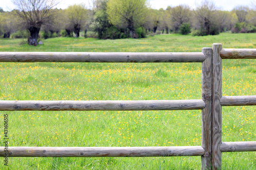 Wooden fence in a yellow flower meadow