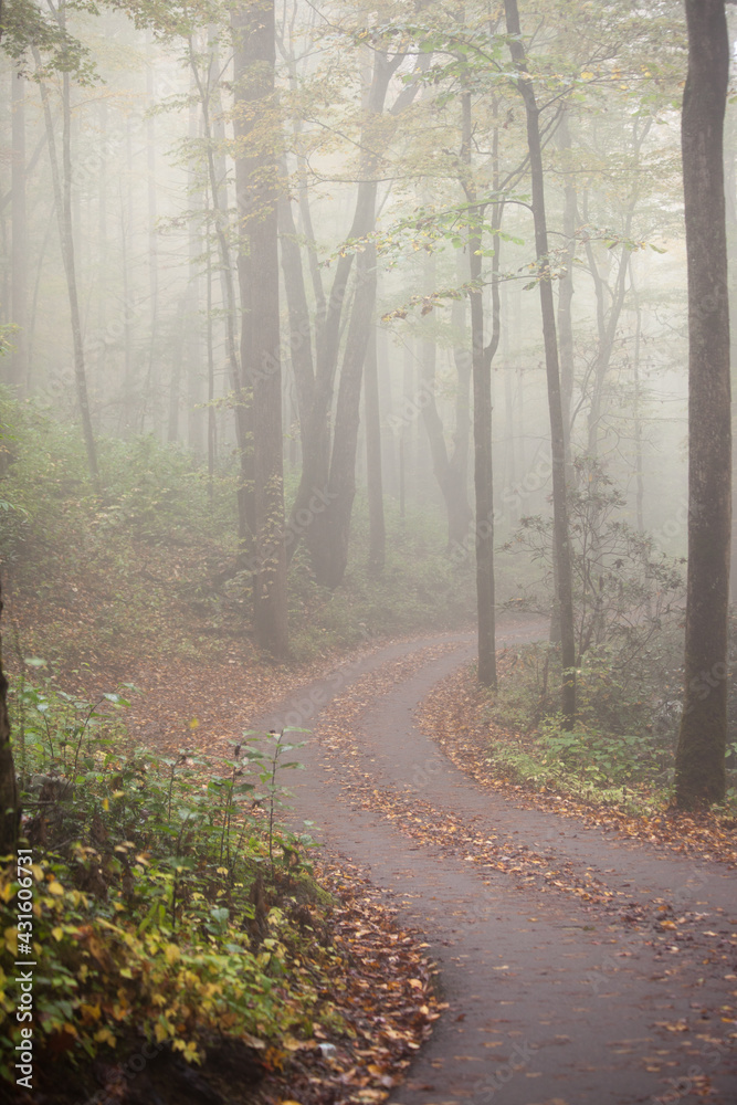 Obraz premium Path into the mist.