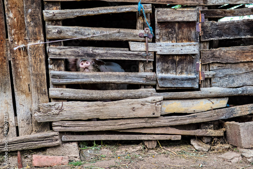 Pig snout protrudes from an old wooden hut in a village on a sunny summer day. Domestic animal concept image