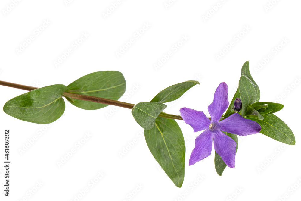Fototapeta premium Violet flower of periwinkle, lat. Vinca, isolated on white background