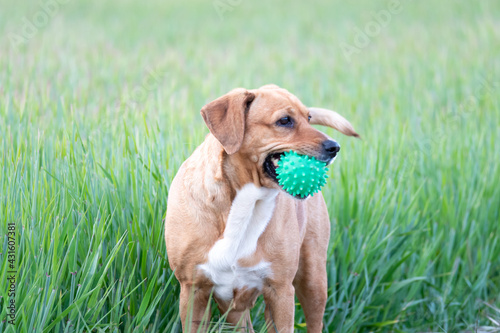 close-up of a brown dog in a green field