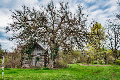 Old Tree and log cabin © David Arment