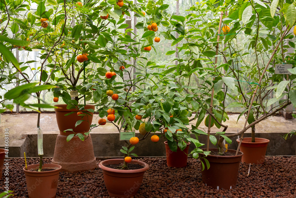 Citrus trees with fruits in large pots in the greenhouse of the botanical garden