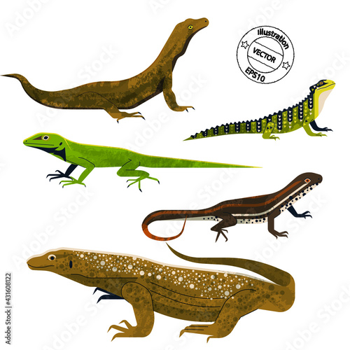 Set of reptile