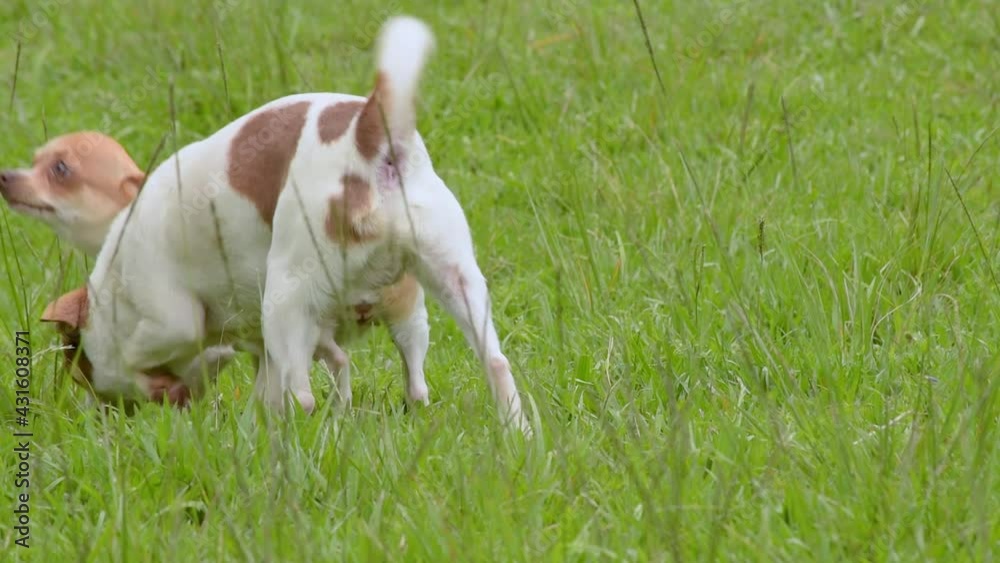 chihuahua chihuahua