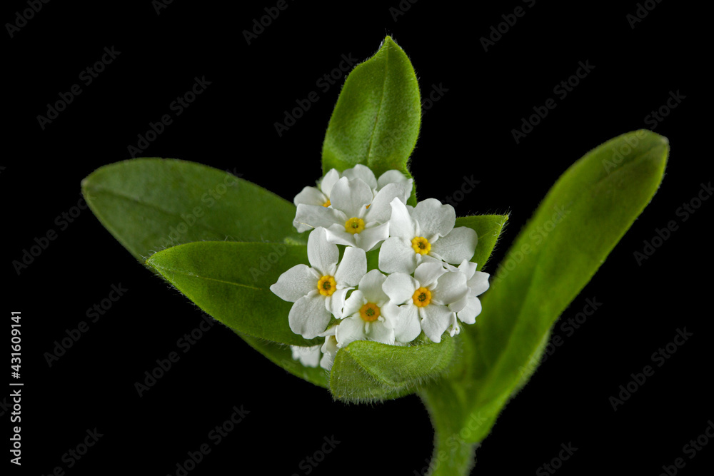 Obraz premium White flowers of Forget-me-not (Myosotis arvensis), isolated on black background