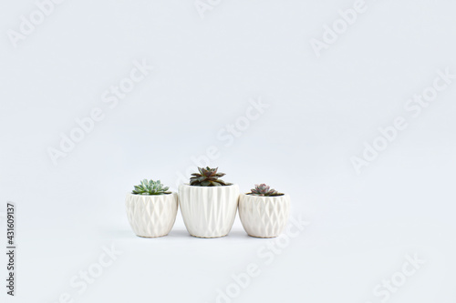 Fototapeta Naklejka Na Ścianę i Meble -  Juicy cacti in white pots on a light background. Indoor plants. Homemade flowers. Copy space