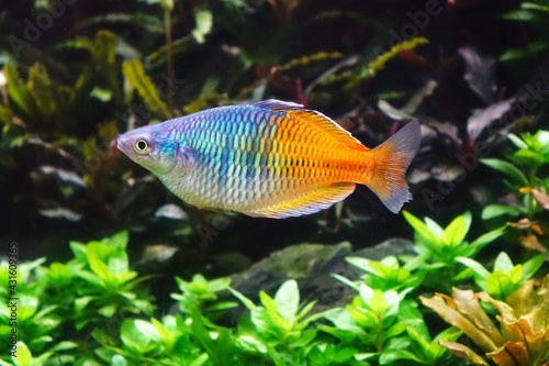 Aquarium fish : Boesemani rainbow fish © Cheattha