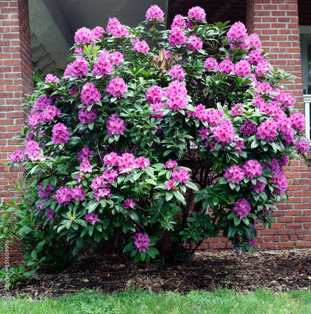 Blooming pink rhododendron plant in residential neighborhood.