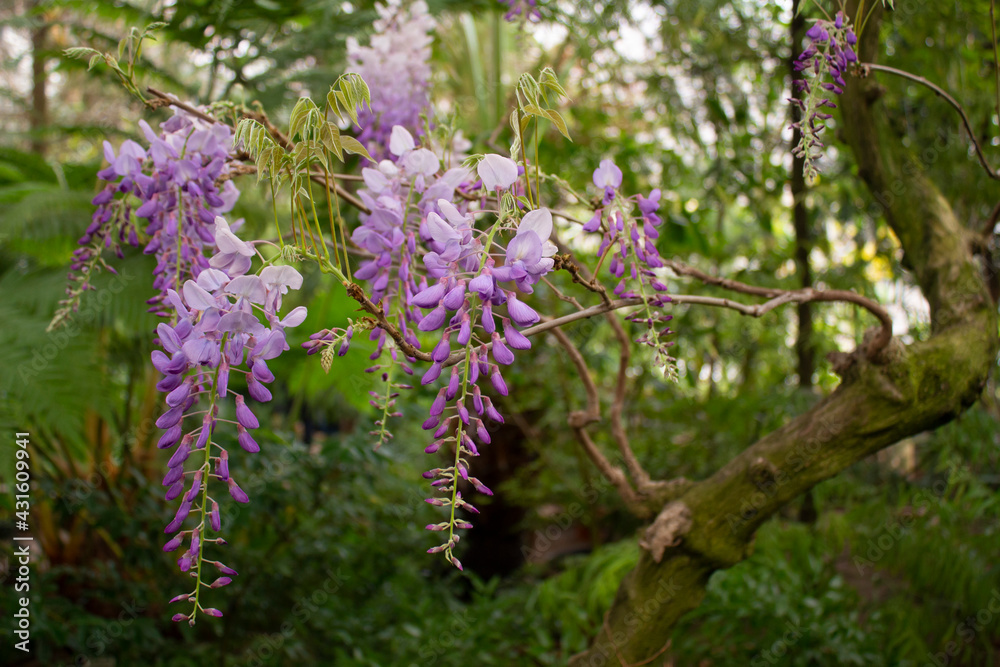 Obraz premium Lilac flowers of wisteria on the branches in the botanical garden.