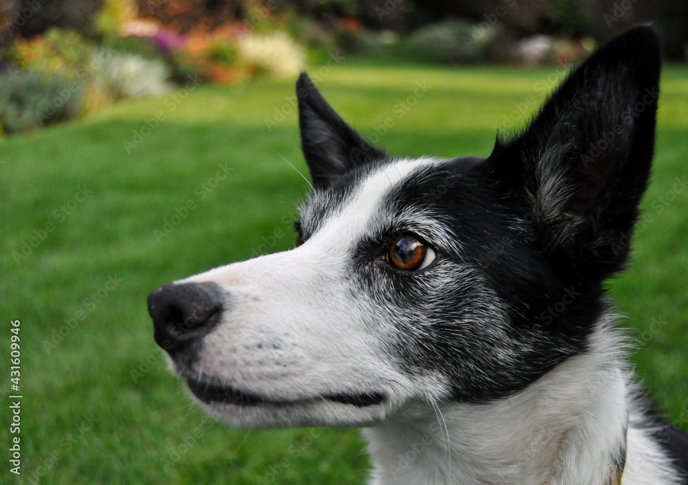 Border collie looking off camera, side profile