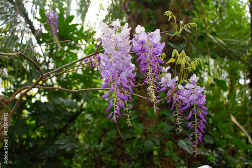 Lilac flowers of wisteria on branches in a botanical garden close-up.