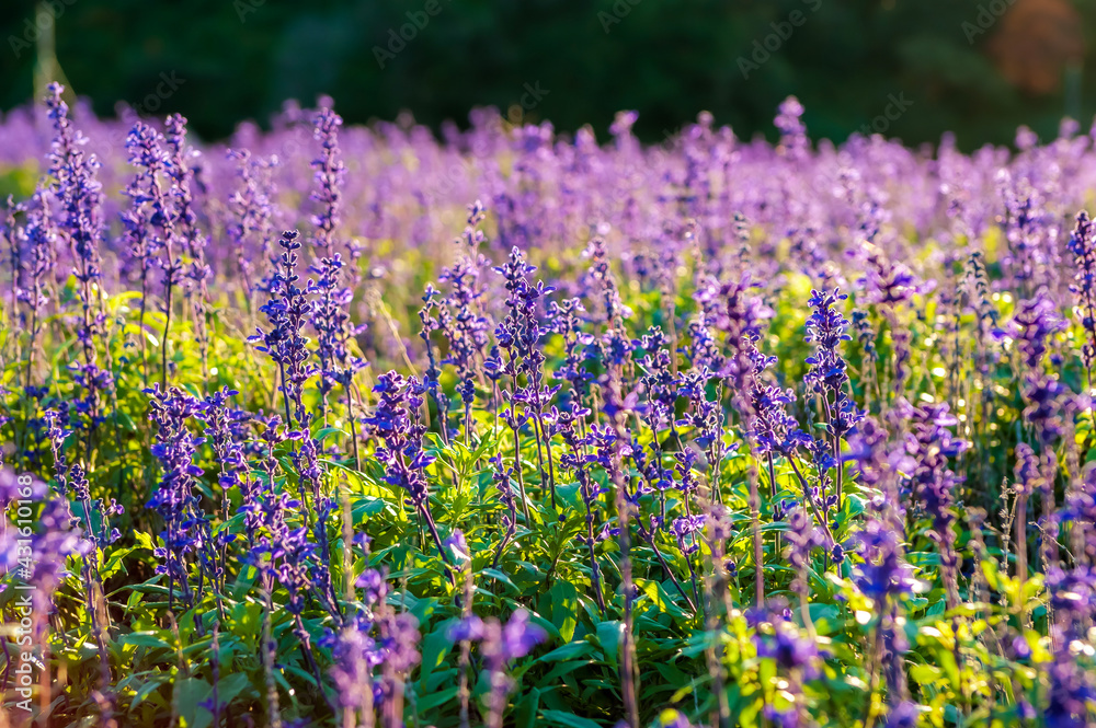Naklejka premium Lavender