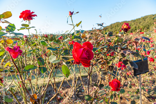 Roses Melina photo