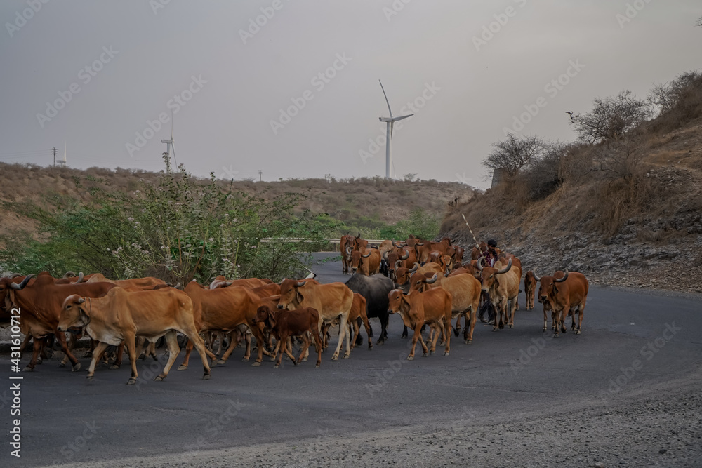 Obraz premium Cows on indian road