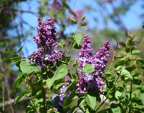 Lilack tree blossom photo