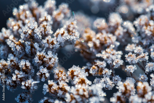 Beautiful crystals of rime ice on plants during frosts. Macro shot of hoarfrost on inflorescences. Natural background with hoarfrost on the grass. Cold weather. Winter nature. Close-up.