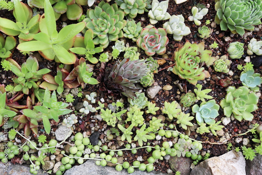庭の多肉植物 庭の多肉植物