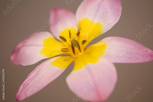 Flower blossom close up Crocus vernus family iridaceae botanical modern background high quality big size print