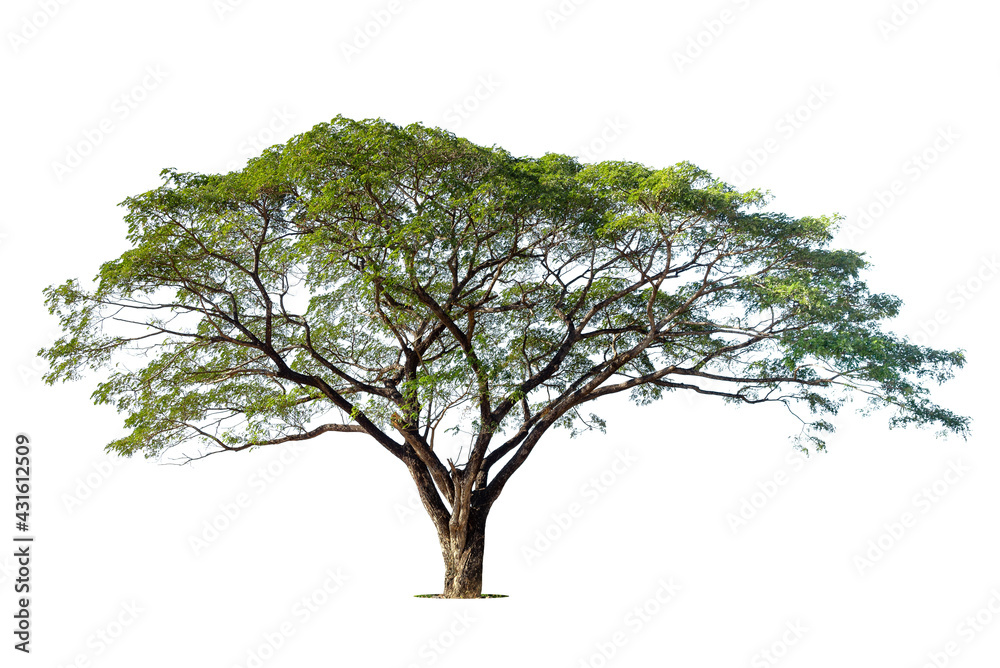Fototapeta premium Isolated green tree on white background, Trees isolated on white background, tropical trees isolated used for design, advertising and architecture.