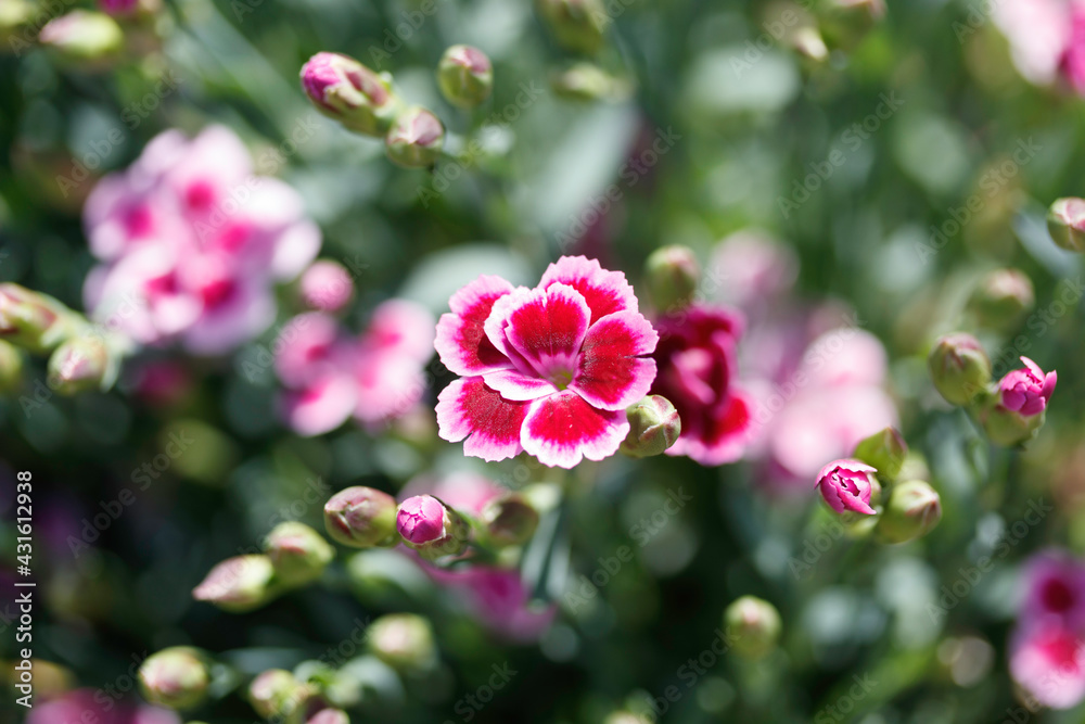 Dianthus pink kiss in the garden. Dianthus pink kiss in the garden.