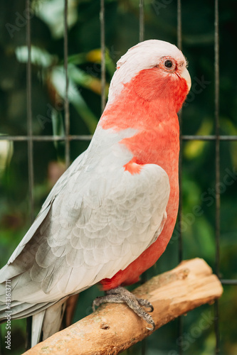 Galah Or Eolophus Roseicapilla, Also Known As The Rose-breasted Cockatoo, Galah Cockatoo, Roseate Cockatoo Or Pink And Grey From Australia