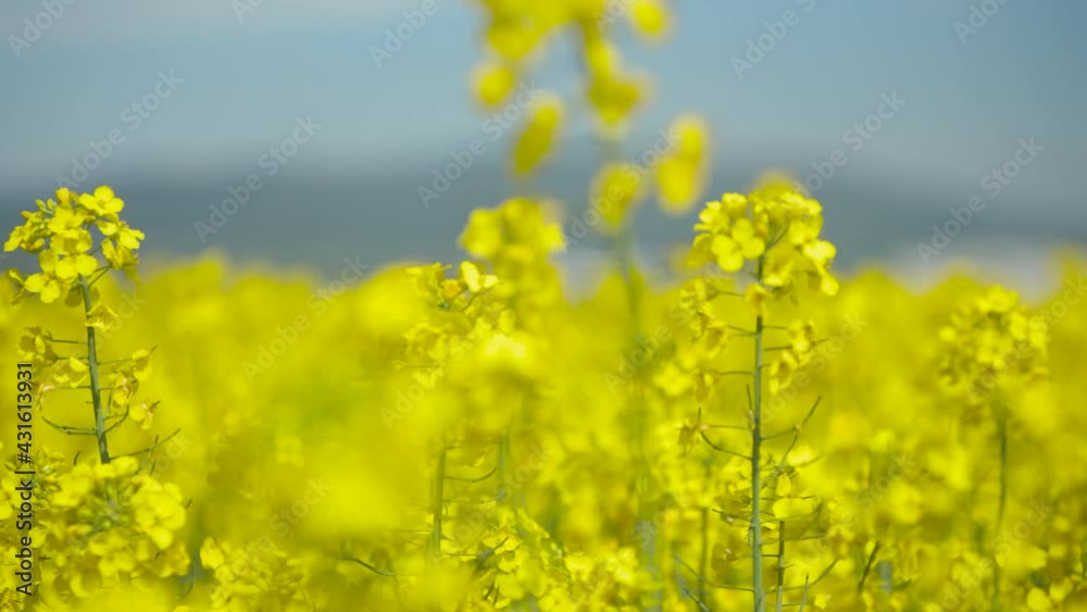 Oilseed rape blooms very close nice weather with light wind and blue sky 50fps Oilseed rape blooms very close nice weather with light wind and blue sky 50fps