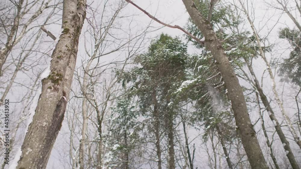 Looking Up At Swaying Maple Trees With Snow Falling Off Branches. Slow Motion Looking Up At Swaying Maple Trees With Snow Falling Off Branches. Slow Motion