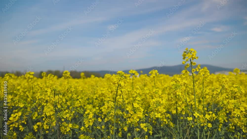 Rapeseed field blooming in light wind and nice weather - Yellow blooming Rapeseed field 50fps Rapeseed field blooming in light wind and nice weather - Yellow blooming Rapeseed field 50fps