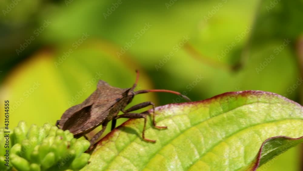 Dock Bug or Dock Leaf Bug, Coreus marginatus Dock Bug or Dock Leaf Bug, Coreus marginatus