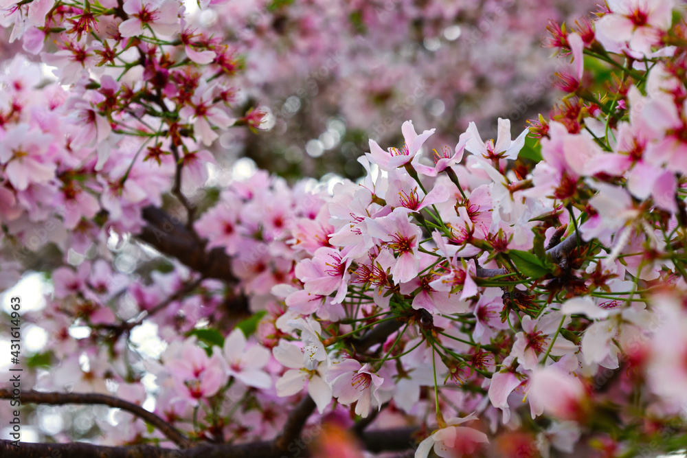 Fototapeta premium pink cherry blossoms