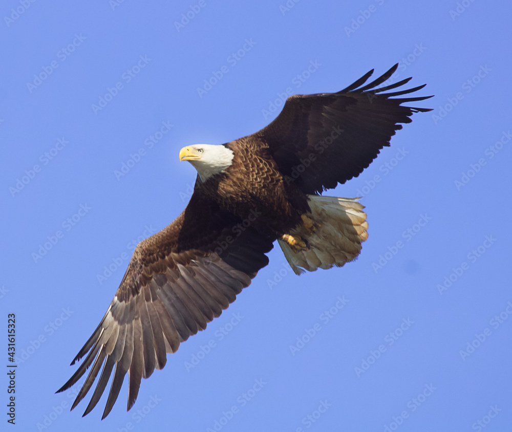 Obraz premium Bald eagle in flight